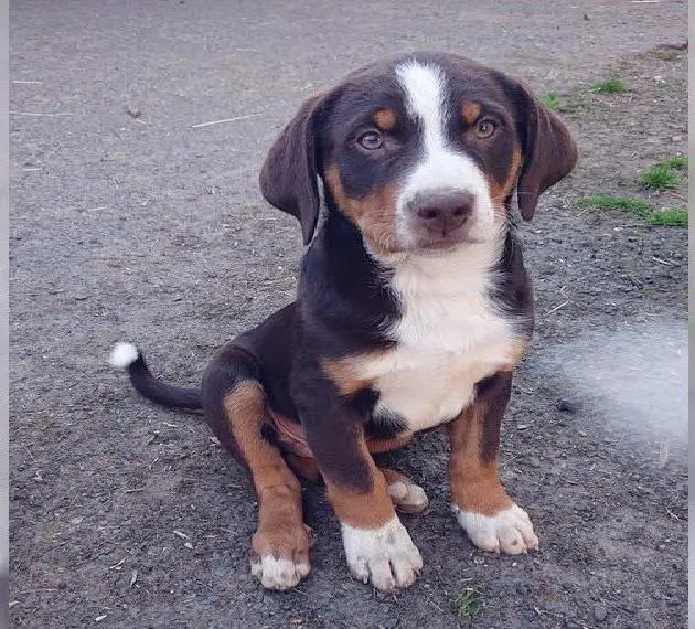 Reinrassige Appenzeller Sennenhund Welpen