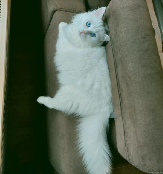 Wunderschöner Deckkater