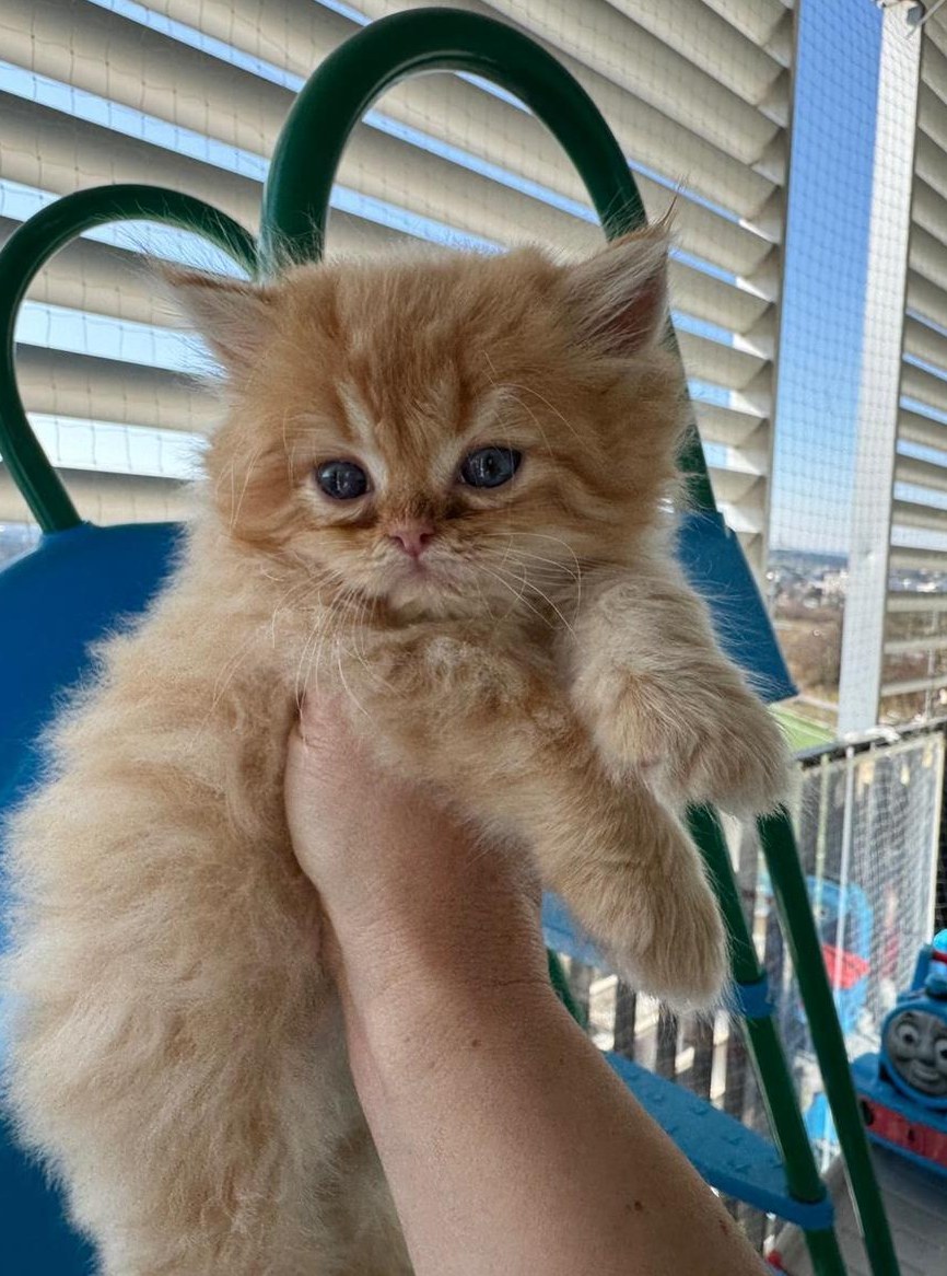 Perser Kitten mit Nase