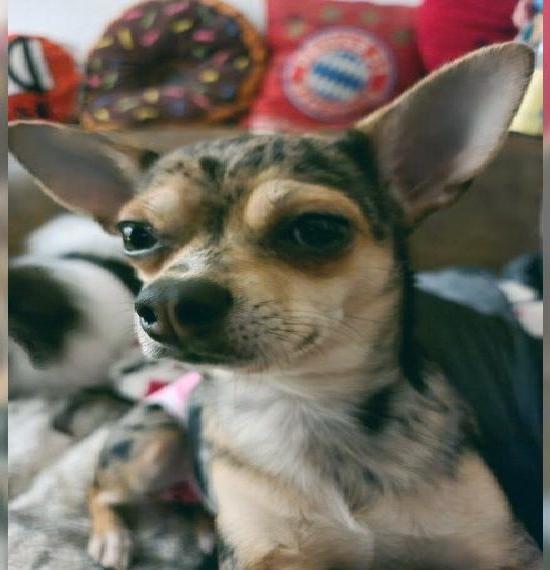 Wurfankündigung Pomchi, Welpen von Chihuahua und Zwergspitz