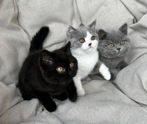 Wunderschöner Reinrassige BKH Kitten