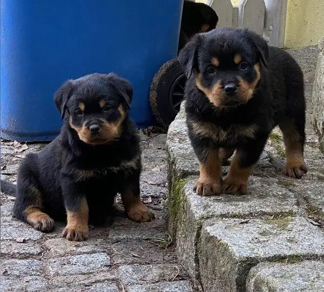 Rottweilerwelpen mit VDH/ADRK-Papieren