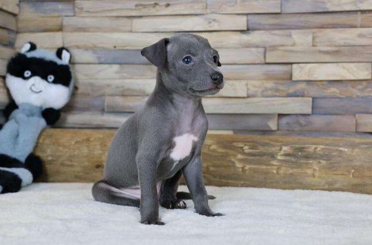 Exclusive Italienische Windspiel Welpen aus zertifizierter Zucht