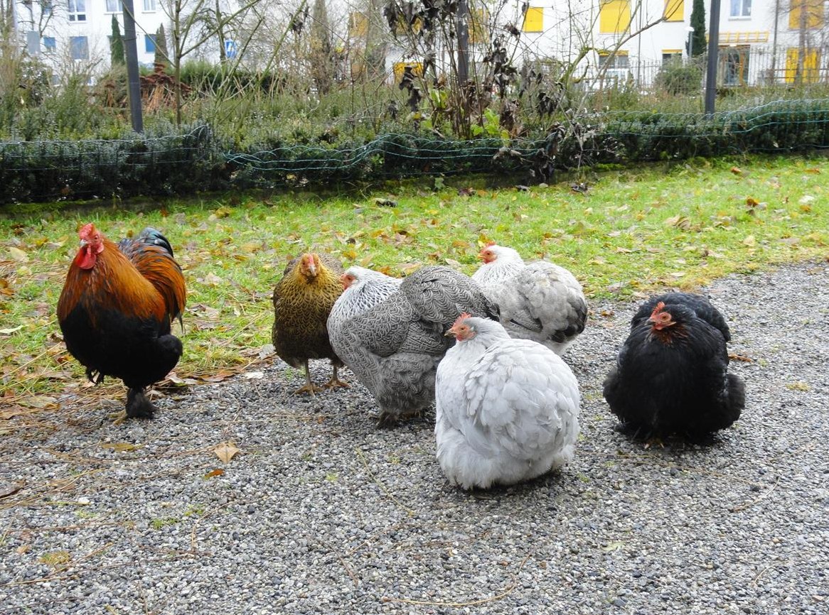 Zwerg Cochin Mischlinge dringend zu verschenken