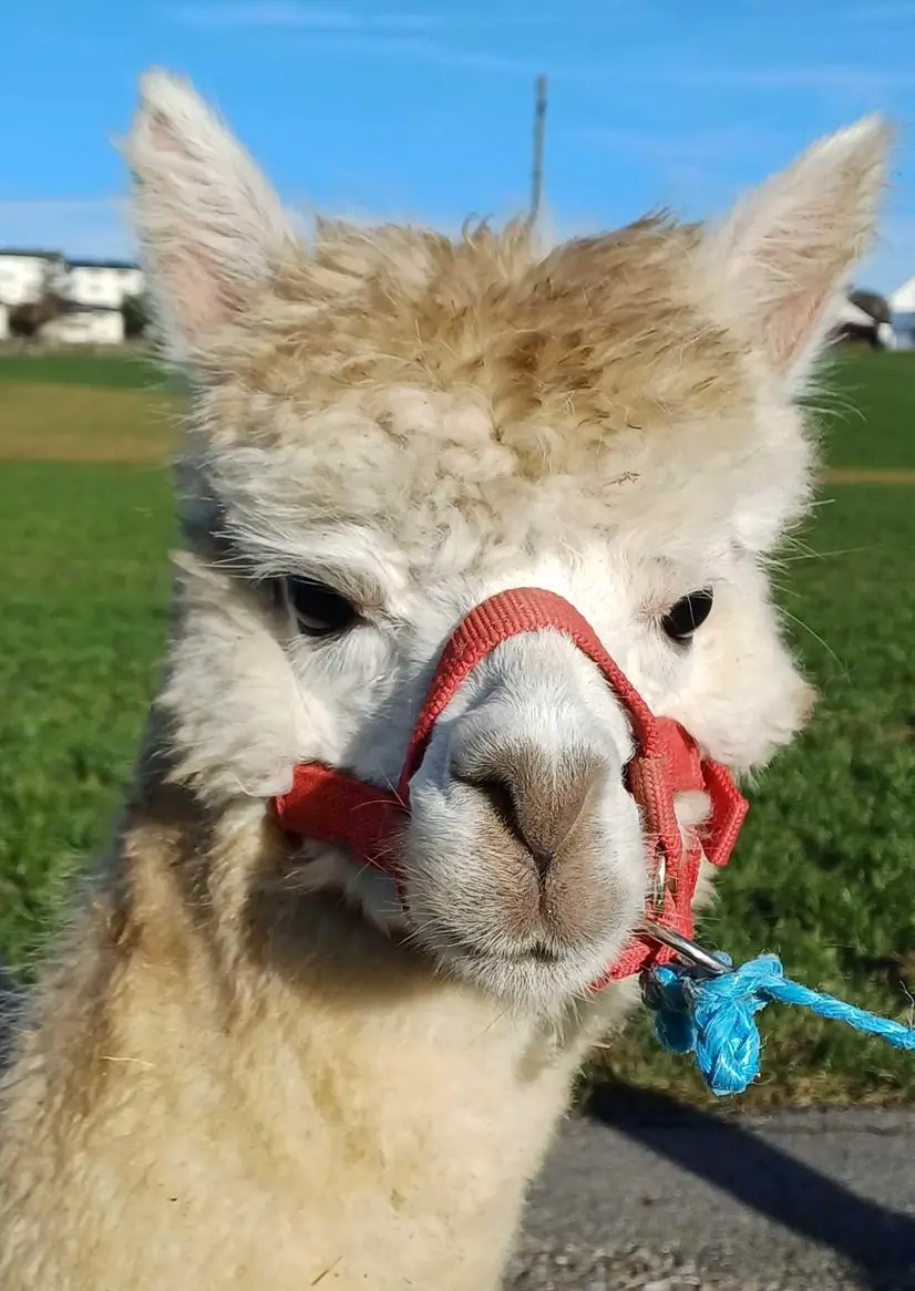 Alpaka Stuten / Hengste / Wallache zu verkaufen