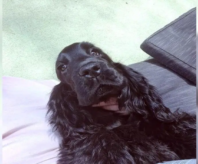 Traumschön Schwarzer Englisch Cocker Spaniel Rüde mit Stammbaum