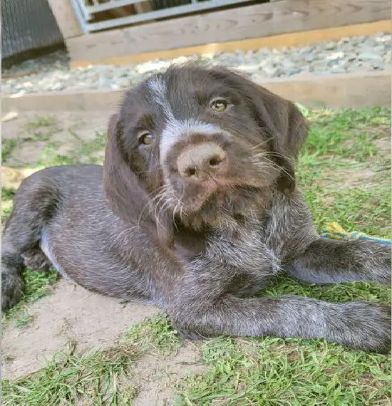 Deutsch Drahthaar Welpe