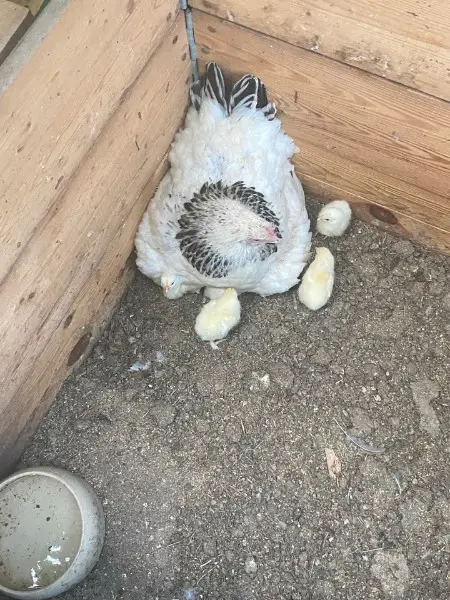 Küken (5 Tage alt) zu verkaufen