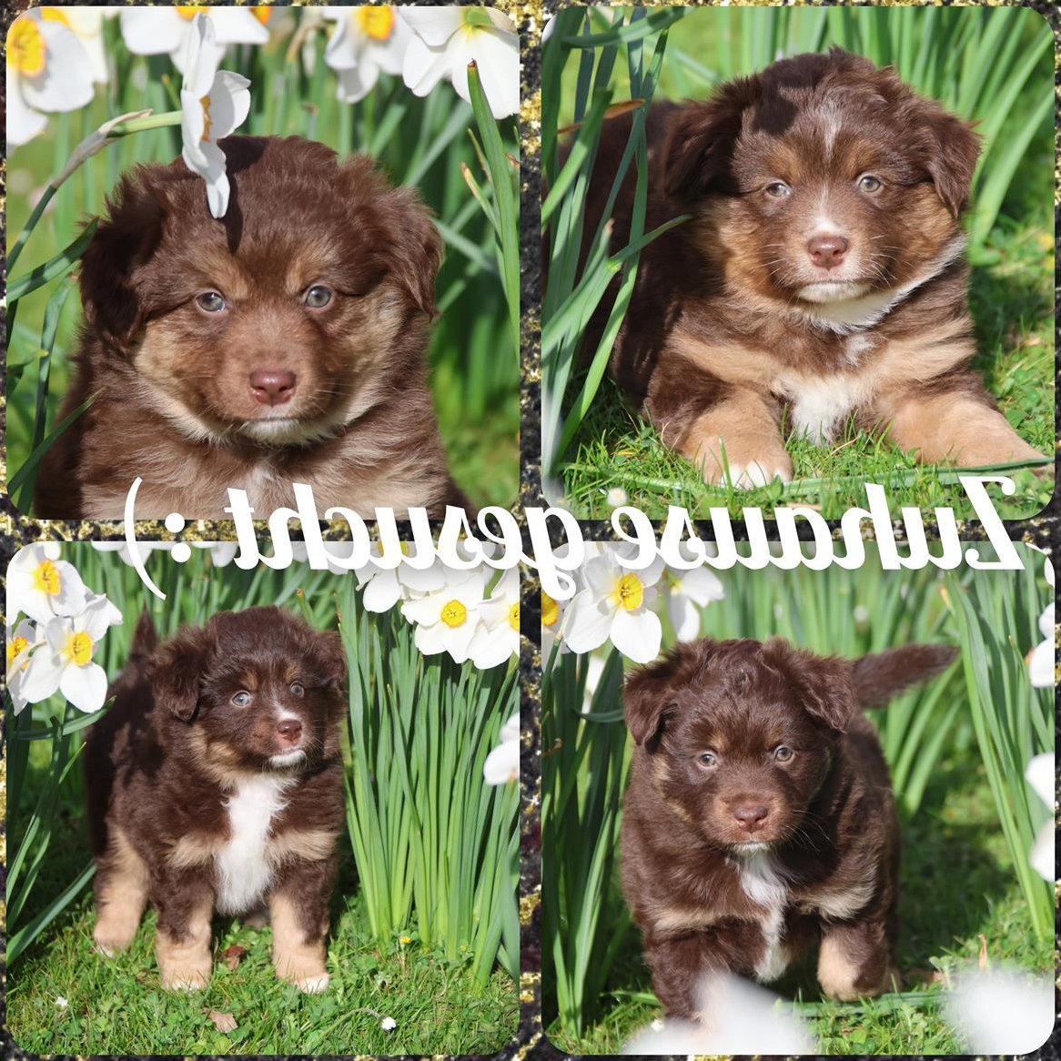 Mini Aussie (Miniature Australian Shepherd) Welpen