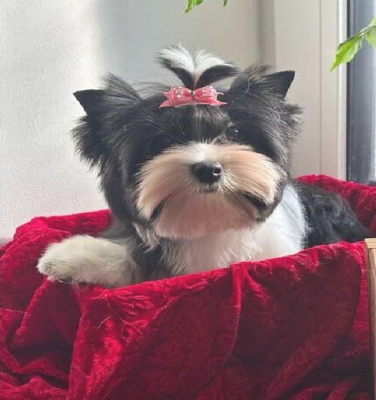 Edle Biewer Yorkshire Terrier Welpen mit Stammbaum