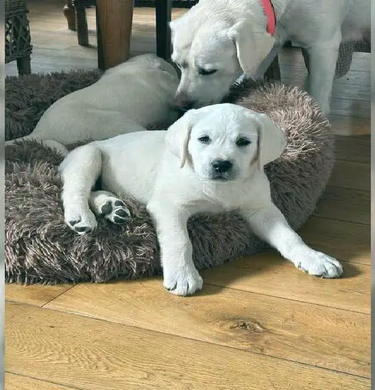 Abgabebereit: 2 bildschöne schmusige Labrador Welpen Rüden weiss mit Top-Genetik und Ahnentafel