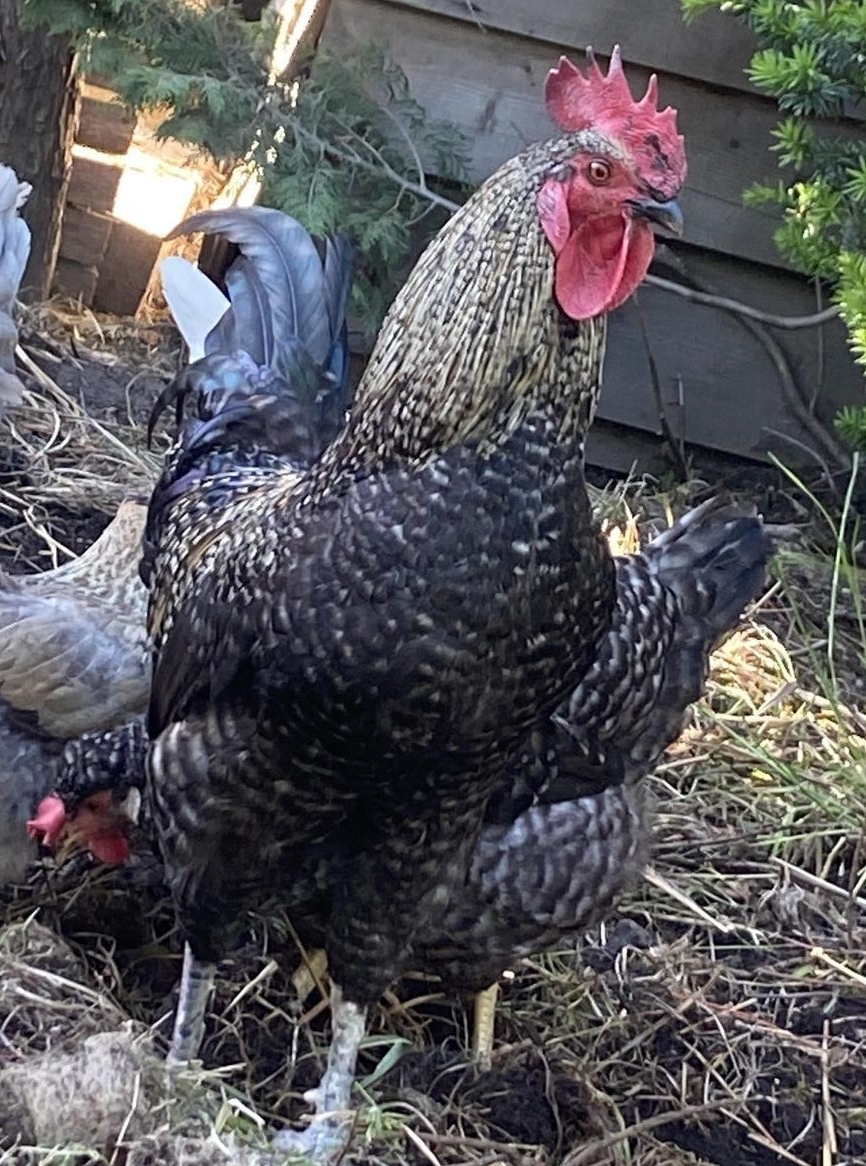 Hahn Mischling Scheuer Sperber