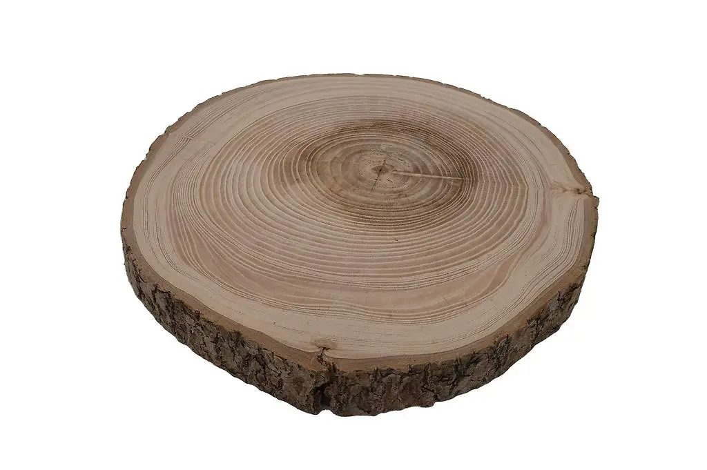 Rindenscheibe 24-27cm Esche Natur roh