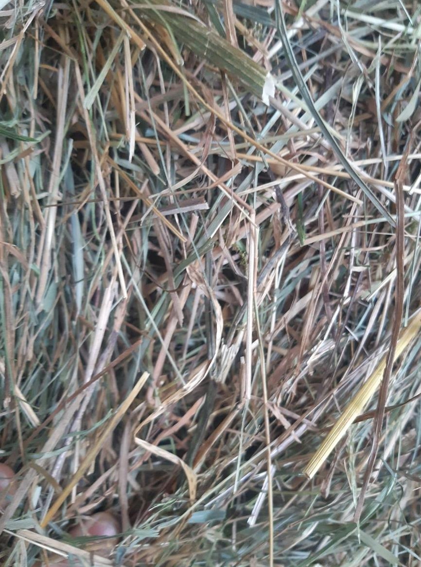 Heu ca. 38 Kleinballen abholbereit