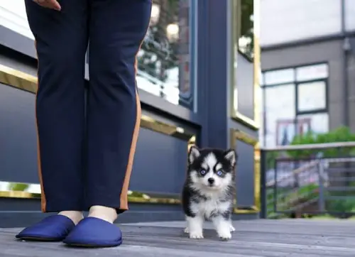 liebevolles Pomsky Welpen mit Papieren