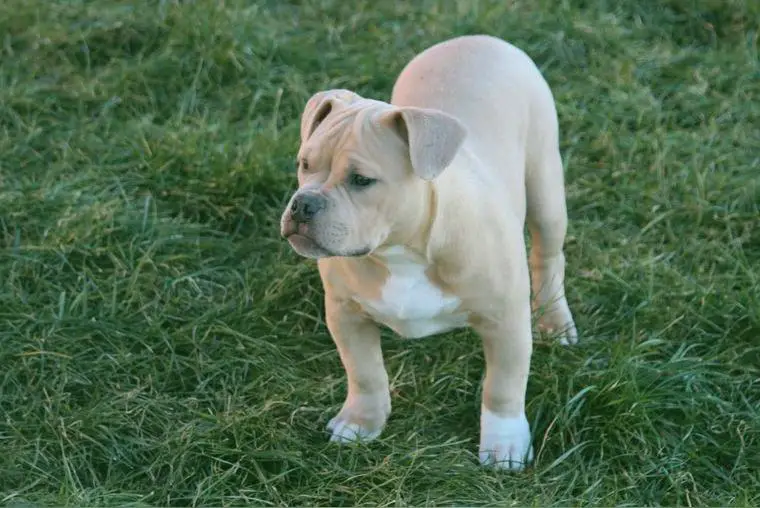 American Bully Hündin