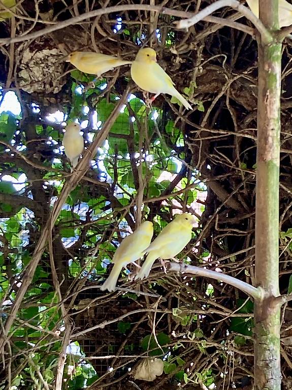 Kanarienvögel zu verkaufen