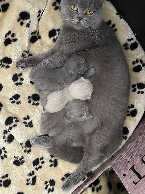 Britisch Kurzhaar Kitten