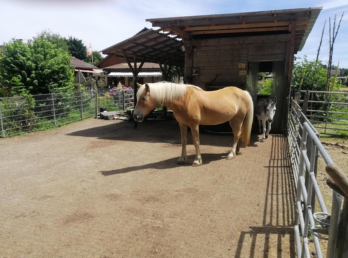 Esel Dame gesucht auf Anlage mit Offenstall