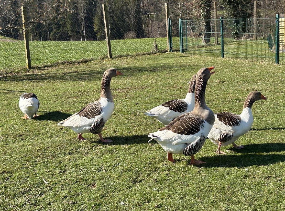 Pommerngänse Bruteier zu verkaufen