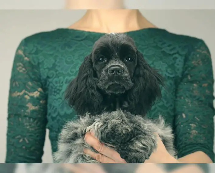 Blauschimmel American Cocker Spaniel Weibchen mit Stammbaum