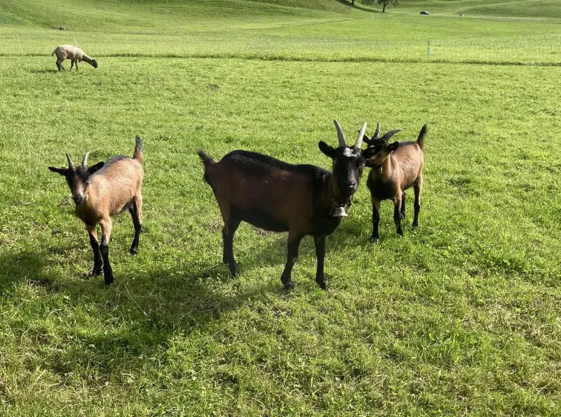 Brienzer Gitzis, Ziegenbock und Ziege