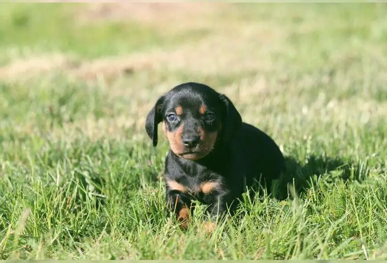 Wunderschöne Dackel-Welpen suchen ein liebevolles Zuhause