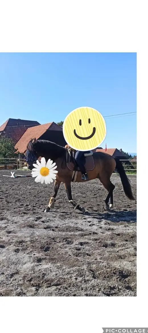 Reitstunden nahe Stadt Bern für Kinder & Jugendliche