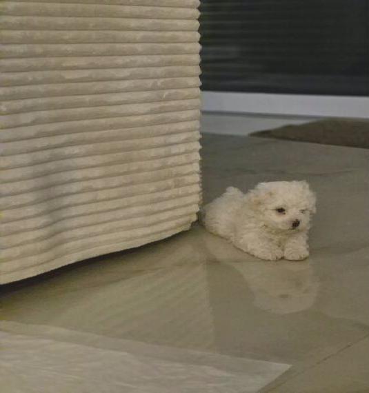 Zauberhafter Bichon Frisé Welpe (Rüde) sucht ein liebevolles Zuhause