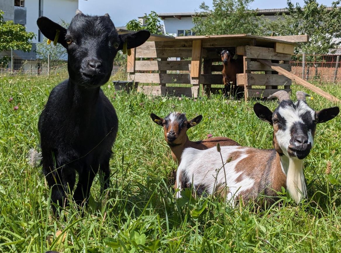 5 Zwergziegen zu verkaufen