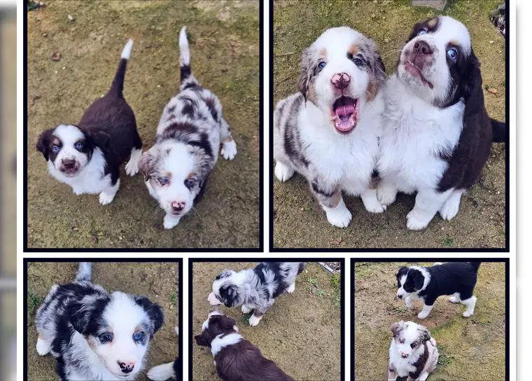 Süsse kleine muntere Australian Shepherd Welpen mini