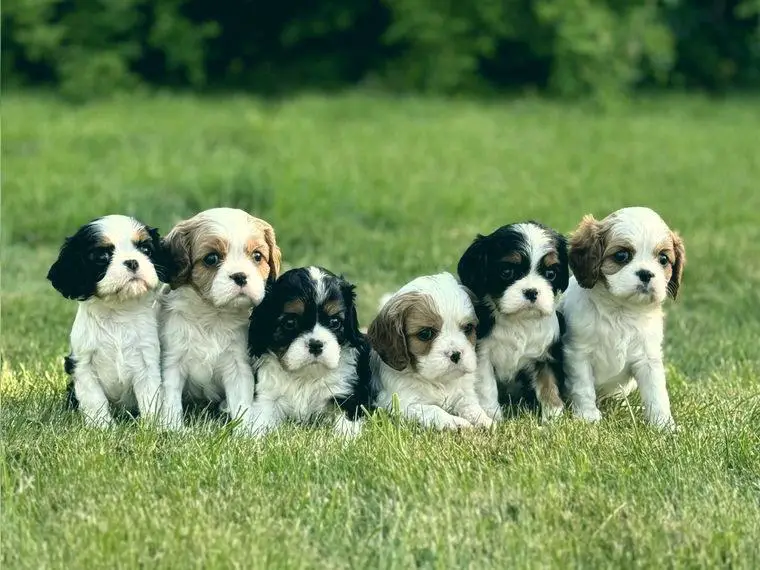 Cavalier King Charles Spaniel Welpen mit Papieren in blenheim und tricolour