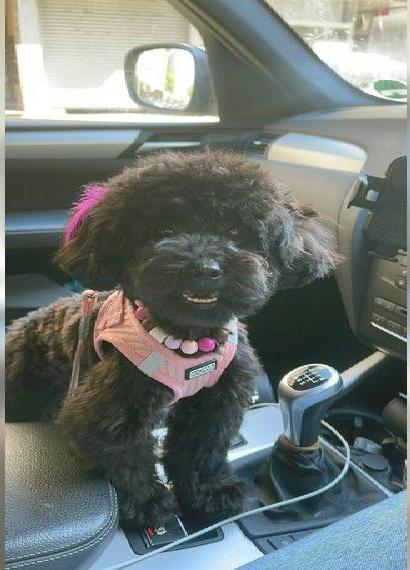 Toypudel Hündin asiatische Linie