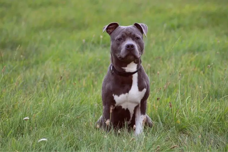 American Staffordshire Terrier