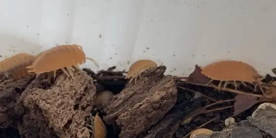 Wirbellose: Schaben, Asseln usw. aus Hobby-Zucht abzugeben