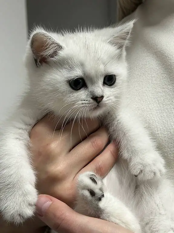 Reinrassige Britisch Kurzhaar BKH Kitten mit Stammbaum