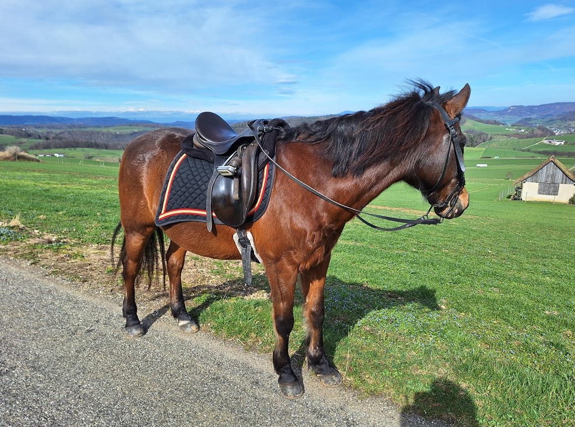 Biete Reitbeteiligung & Reitstunden auf sehr gut ausgebildetem braven Kleinpferd