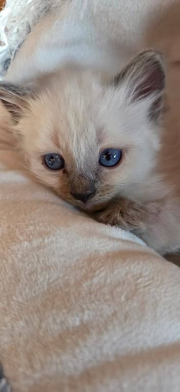 Wunderschöner Heilige Birma Kater