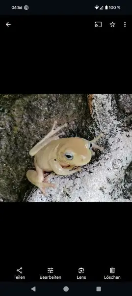 Korallenfingerlaubfrosch blue eye