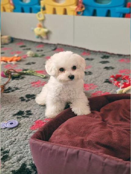 Bichon Frise Welpe (Mädchen) für Shows und Zwinger