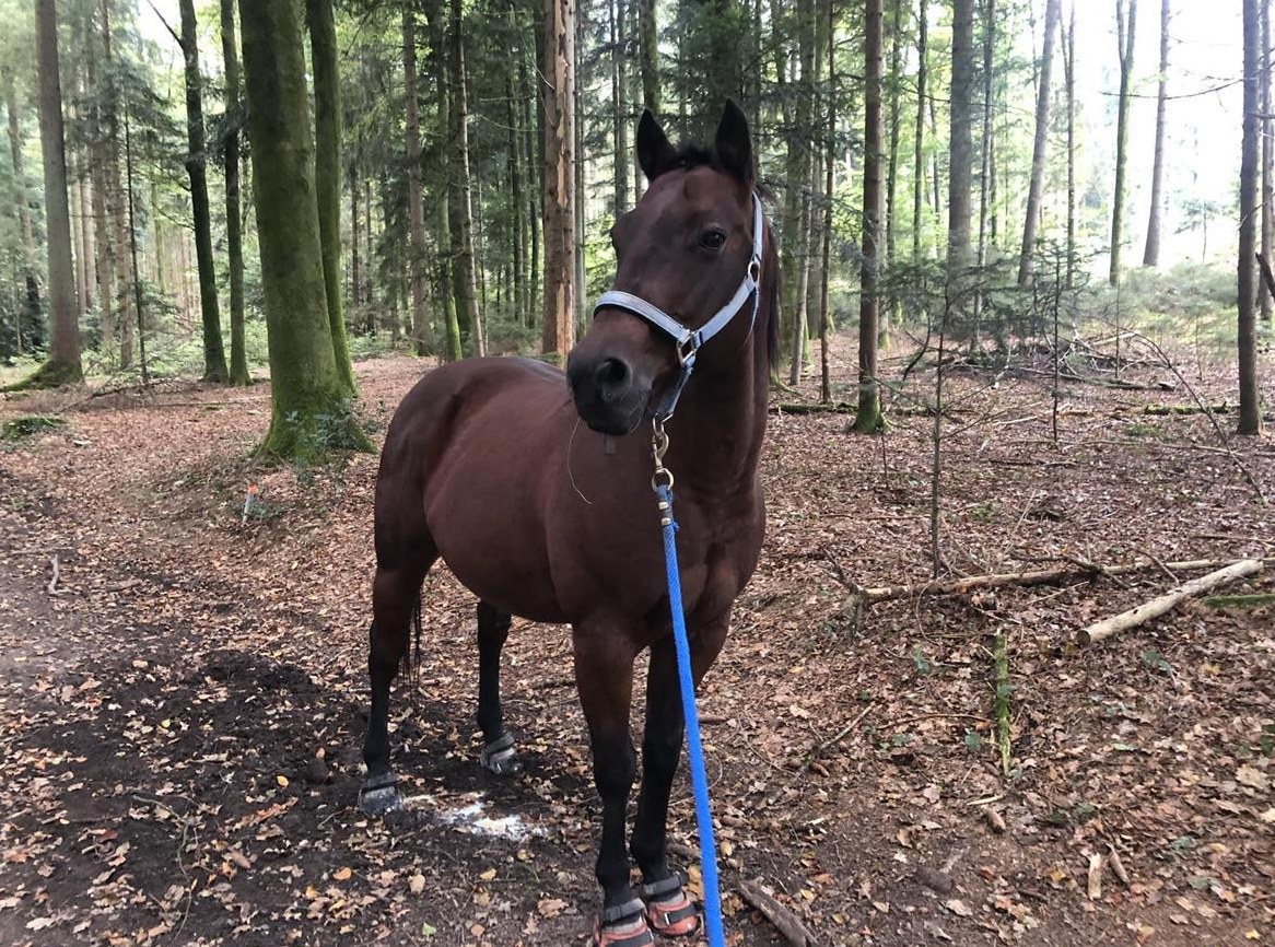 Quarter Horse Wallach - Herzenspferd sucht Herzensmenschen
