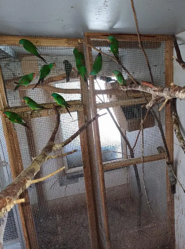 Verkaufe Schwalbensittiche Männchen oder Tausch gegen Weibchen