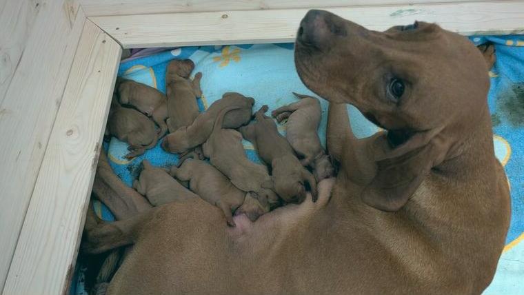 Magyar Vizsla Welpen