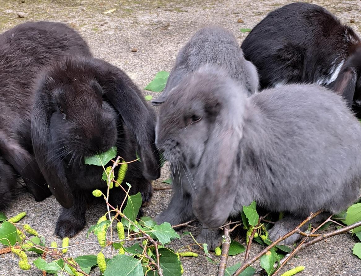 Reinrassige Französische Widder Kaninchen