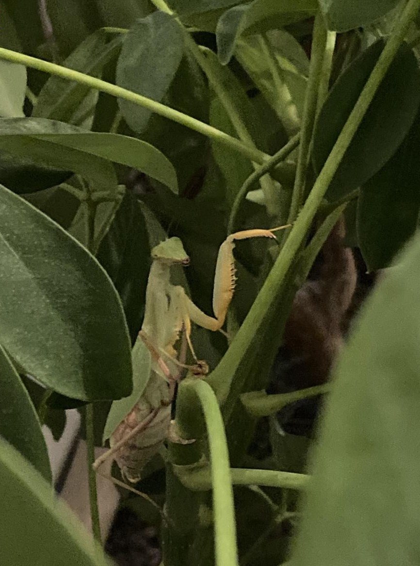 Sphodromantis lineola abzugeben, Ghana-Gottesanbeterin