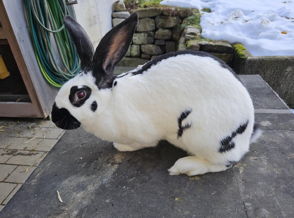 Schweizer Schecken Zippe zu verkaufen