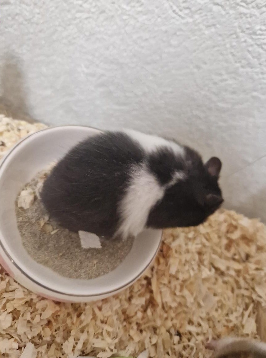 Teddyhamster Blacky, weiblich zu verkaufen