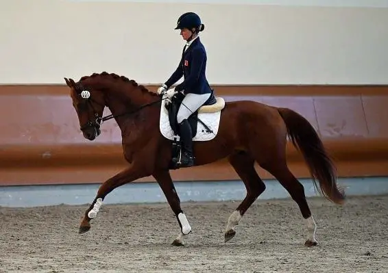 Pferdezuchtbetrieb sucht erfahrene Bereiterin