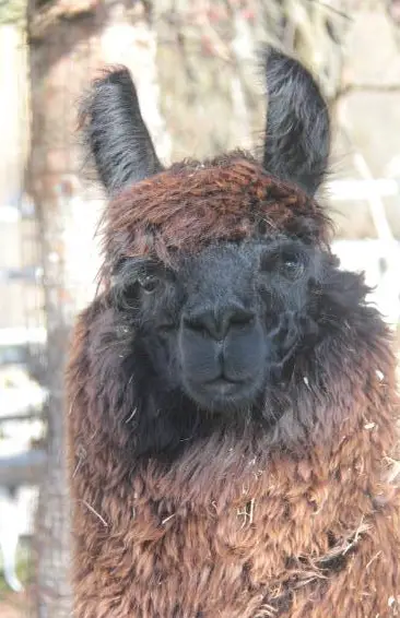 Wooly-Lamas aus eigener Zucht zu verkaufen