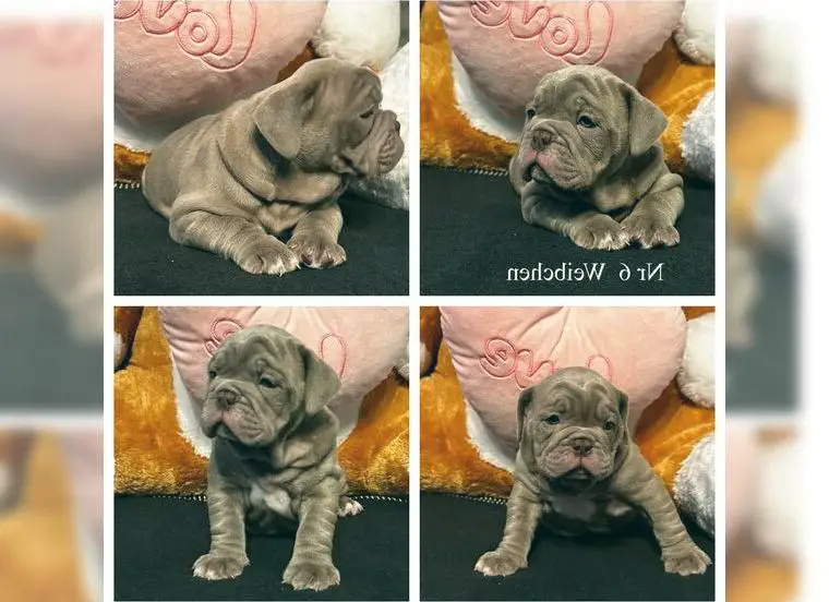 Sehr schöne Old English Bulldog Welpen